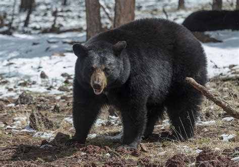 Man Uses Bear Spray And Avoids Bear Attack