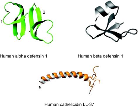 Three-dimensional structures of human antimicrobial peptides. Notes ...