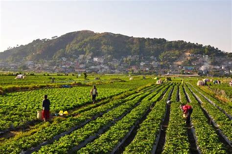 Strawberry Farm La Trinidad Benguet Philippines Strawberry Farm