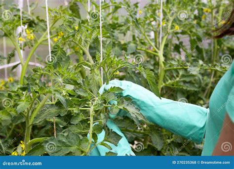 Una Joven Cuida De Las Plantas De Tomate Elimina Los Brotes Laterales