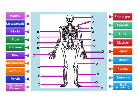 Major Bones Of The Human Skeleton Labelled Diagram