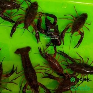 Jual Bibit Lobster Air Tawar Harga Terbaik Termurah Januari 2025