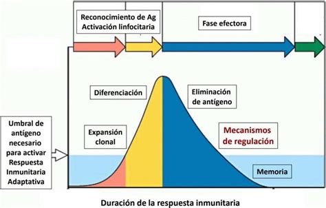 Regulación de la respuesta inmune Introducción Paradigmia