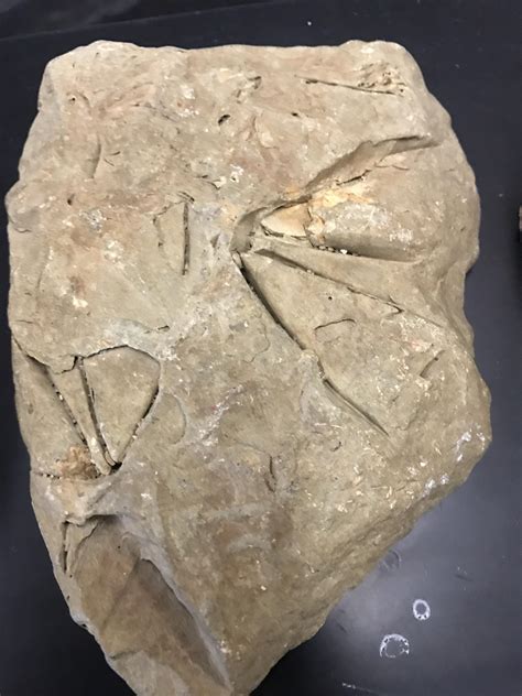 What Is This Trace Fossil Of Rfossilid