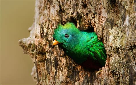 Quetzal Bird Images