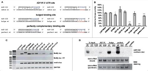 Functional Sequestration Of Microrna 122 From Hepatitis C Virus By