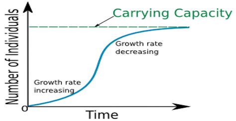 Three Phases Of Logistic Growth