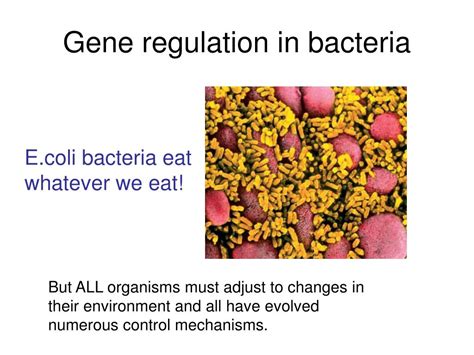 Ppt 31 Gene Regulation In Bacteria Powerpoint Presentation Free