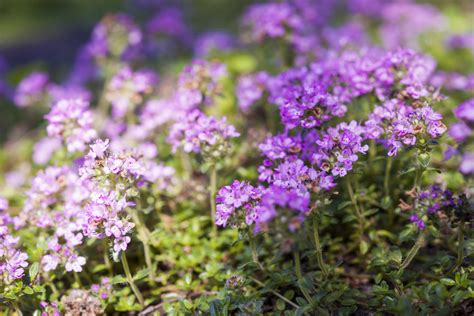Creeping Thyme — A Perfect Replacement For Turf Grass Gardeners And