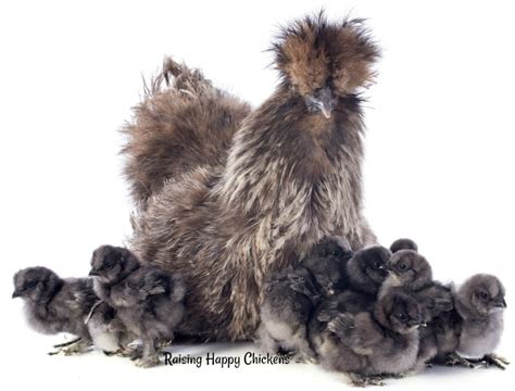 Silkie chickens : why they're the teddy bear of the poultry world.