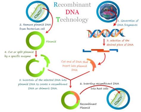 Recombinant Dna Technology Definition Process Uses