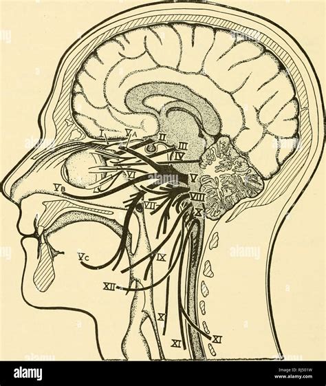 Stellung Anatomie Chordata Anatomie Vergleichende Stellung