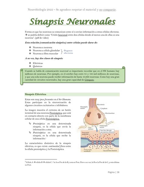 SOLUTION Sinapsis Neuronales Y Arco Reflejo Neurobiolog A Studypool