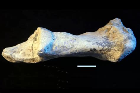 Butchered Animal Bones from Gona, Ethiopia | The Smithsonian Institution's Human Origins Program