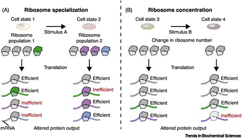 Translational Control Through Ribosome Heterogeneity And Functional