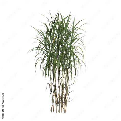 D Illustration Of Miscanthus Giganteus Bush Isolated On Transparent