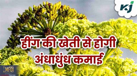 Hing Farming हींग की खेती कैसे करें यहां जानें सबकुछ Hing Ki Kheti