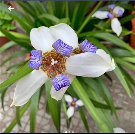 Brilliant Tips About Walking Iris Hanging Basket Trailing Herb Plants Ifphoto