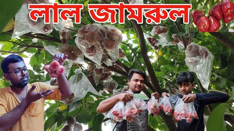 লাল জামরুল।থাই জামরুল।red Jamrul। Lal Jamrul। হাইব্রিড জামরুল। জামরুল