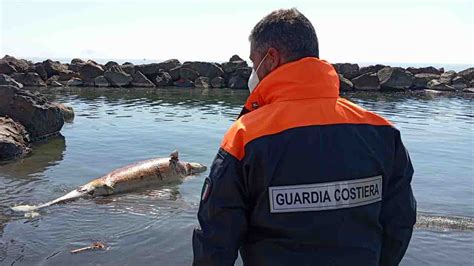 Ritrovata Carcassa Di Delfino A Largo Di Torre Del Greco FOTO