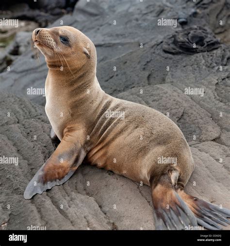 A Fur Seal Otariidae Sitting On A Rock Galapagos Equador Stock