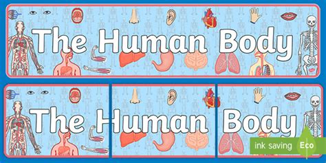 Human Body Parts Display Posters Creat De Profesori The Best Porn Website