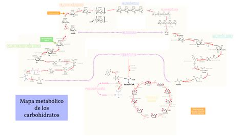 Mapa Metabólico De Los Carbohidratos By Melissa Perez On Prezi