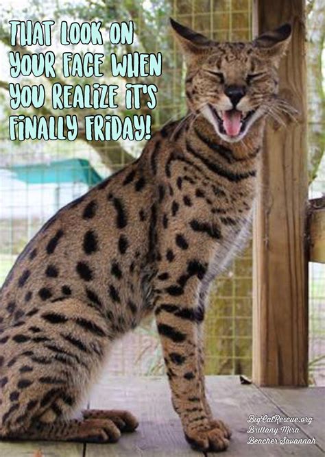 Its Friday Quotes Cat