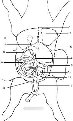 Fetal Pig Dissection Part One Diagram Quizlet