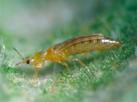 Thrips On Plants: How To Fight, Preparations, Folk Remedies