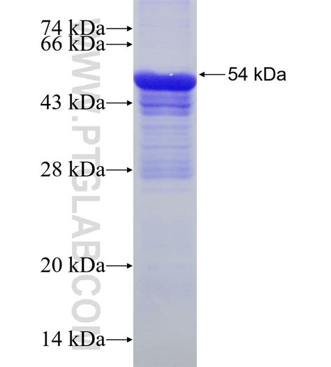 Cyp2a6 Fusion Protein Ag16377 Proteintech