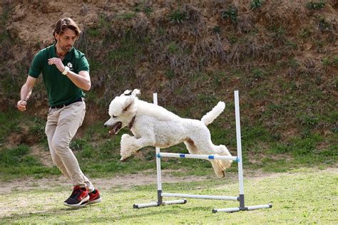 Cómo adiestrar a un perro Las claves de la educación canina