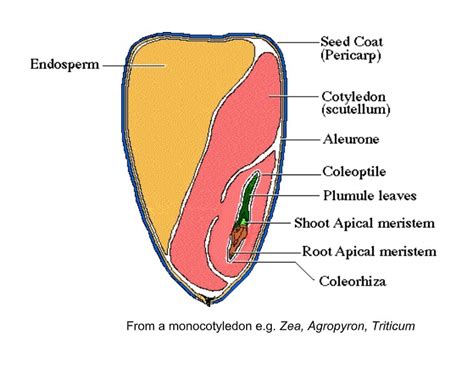 Monocot Seed Structure