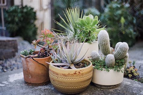 Plant Nursery 23 Rock Painting Workshops
