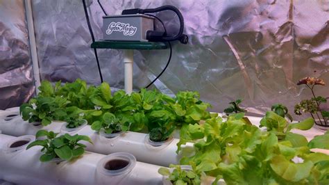 Growing healthy greens at home! : r/gardening