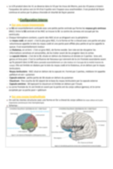 Solution Neuro Anatomie Avec Schemas Studypool