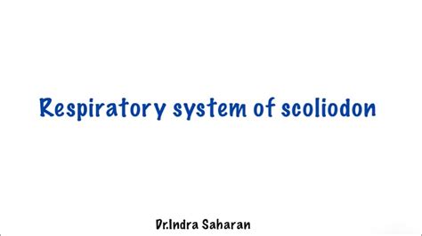 Respiratory System Of Scoliodon YouTube