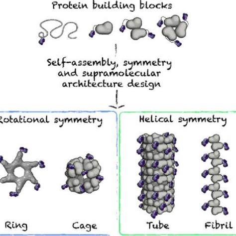 Schematic Representation Of Supramolecular Protein Architectures Used