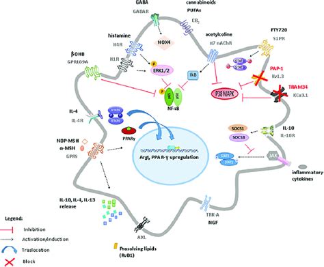 Schematic Representation Of Receptors And Signaling Pathways Mainly