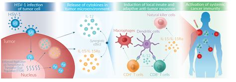 Oncolytic Virotherapy Virogin