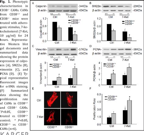 Figure 1 From Cellular Physiology And Biochemistry Cellular Physiology
