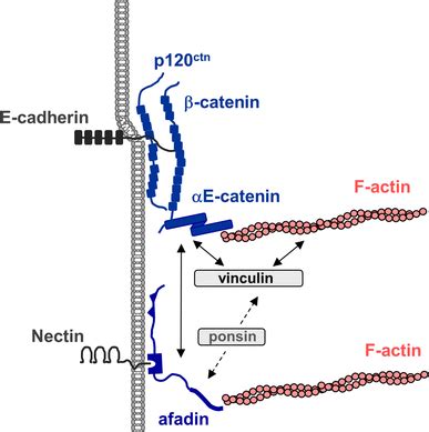 Adhesive Protein Complexes At Adherens Junctions The Major Cellcell