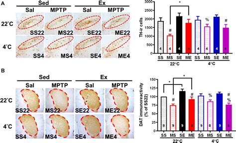 Frontiers Cold Exposure After Exercise Impedes The Neuroprotective