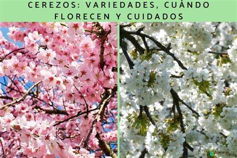 Cerezos Variedades Cu Ndo Florecen Y Cuidados Gu A Completa