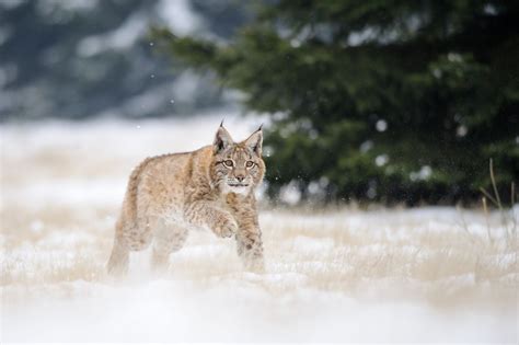 Un Lynx A Traversé Une Piste Remplie De Skieurs Dans Le Colorado