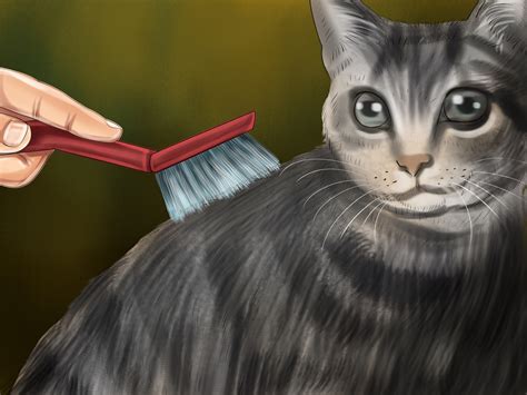 3 Ways To Brush A Cat Wikihow