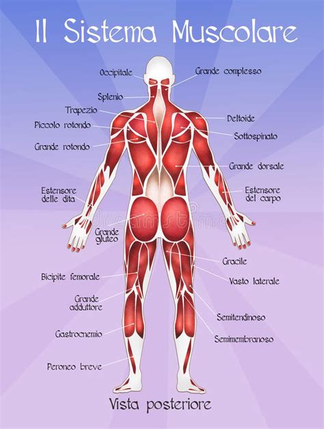 Il Sistema Muscolare Illustrazione Di Stock Sistema Muscolare