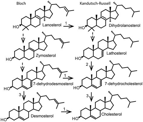 Simplified Cholesterol Biosynthesis Lanosterol Is Converted To