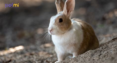 Understanding Rabbit Behavior And Body Language - Petmi