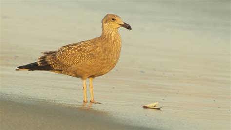 brown seagull seashell ocean beach waves Stock Footage Video (100% Royalty-free) 2548733 ...